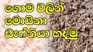 ගොම වලින් මොයිනා ඩැෆ්නියා හදමු Lets make moina daphnia dung sinhala srilanka fishfeed1 [upl. by Celestyn]