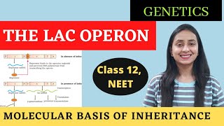 The Lac Operon  Class 12 Genetics  Molecular Basis of Inheritance [upl. by Lindi]