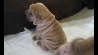 Shar Pei Puppies 3 weeks old [upl. by Daphie]