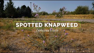 Spotted Knapweed [upl. by Surbeck]