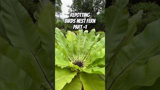 How to Repot Birds Nest fern [upl. by Saisoj264]