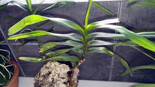 Angraecum viguieri problems and changing potting method [upl. by Noami]