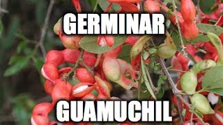 Germinar Guamuchil [upl. by Buttaro]