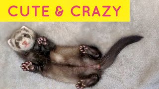 CUTE amp CRAZY Funny Ferret Clip Compilation [upl. by Innattirb]