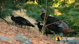 Arroyo Turkeys [upl. by Labors]