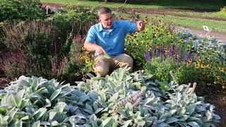 Lambs ear Stachys byzantina  Plant Identification [upl. by Leuqram]