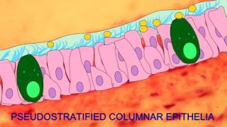 PSEUDOSTRATIFIED COLUMNAR EPITHELIA [upl. by Nowed941]