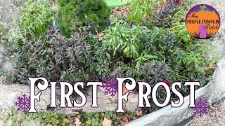 How did the garden fare after our first frost❄  Zone 6 Garden Vlog [upl. by Lenneuq]