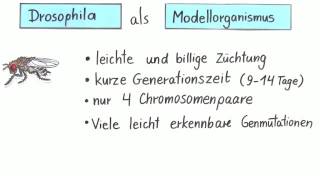 Die Fruchtfliege Drosophila als Modellorganismus für Kreuzungsversuche  Biologie  Genetik [upl. by Percy]