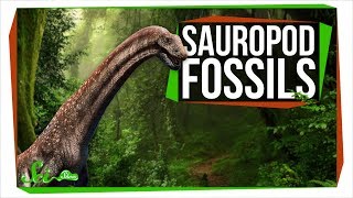 Two New Sauropods Generate Excitement and Controversy  SciShow News [upl. by Townie]