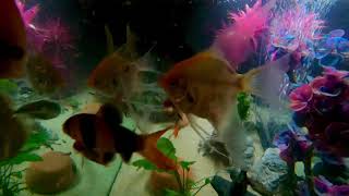 Relaxing dinner time in the 75 gallon tank soothing music and beautiful colorful 4k video [upl. by Eiclehc]