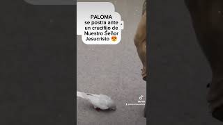 Paloma se postra ante un crucifijo de Nuestro Señor Jesucristo papafrancisco iglesiacatolica [upl. by Greenman]