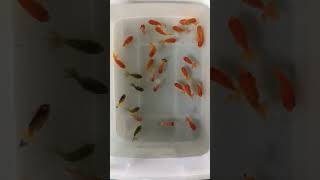 cute baby ranchu goldfish [upl. by Atirac]