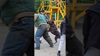 🔥Cane Corso bodyguard saves a girl from an attack by an intruder GUARDODESSA Dog training [upl. by Teyugn]