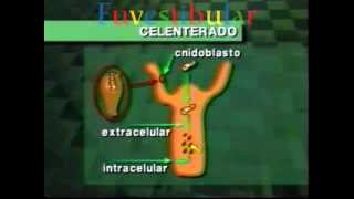 30 Celenterados  Biologia Vestibulando Digital [upl. by Manly]