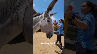 Who enjoys the Jolly Ball more dogs or donkeys funny dog donkey [upl. by Enoed]