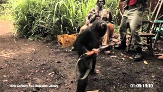 RISE OF THE PLANET OF THE APES  Viral Video Ape With AK47 [upl. by Tisbee]