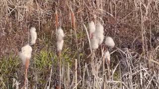 Wind Dispersal of Bulrush Seeds 風で飛ぶガマの綿毛（種子の風散布） [upl. by Bigot]