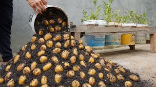 Using this method You can grow potatoes all year round Growing potatoes in plastic containers [upl. by Nivlam402]