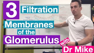 Filtration Membranes of Glomerulus  Renal System [upl. by Mattson]