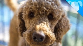 Labradoodle Facts [upl. by Katzir]