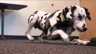 Dalmation Helps Teach Fire Safety [upl. by Lomaj]