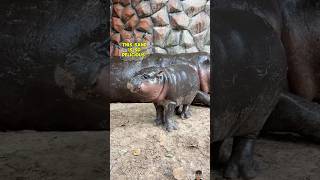 Baby hippo 🥰🥰🥰 hippo animals zoo [upl. by Dloreg]