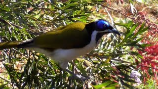 Bluefaced honeyeater  Entomyzon cyanotis [upl. by Adlesirk]