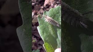 🐛Banded tussock moth caterpillar…the shag🐶nature naturelovers insect [upl. by Cumings]