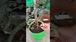 DO THIS with tomato 🍅 plants  Tips to get lots of Tomatoes [upl. by Kynan]