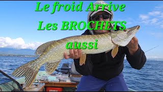 ☆Les BROCHETS Remontent☆ sur les bords [upl. by Ai870]