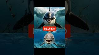 ORCA ASSASSINA VS delfino Squalo Megalodon orca orche shorts [upl. by Kciredes]