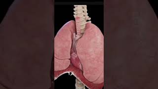 Human internal organs anatomy 3D animation shorts anatomy 3danimation anime lifesavingtips [upl. by Sammy895]