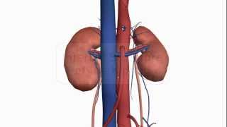 Internal structure of the Kidney  Anatomy Tutorial [upl. by Arihaz]