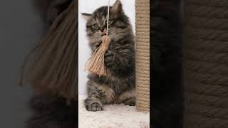 the cute and lovely cat cat animails cartoonanimal cute cuteanimals [upl. by Grunenwald718]