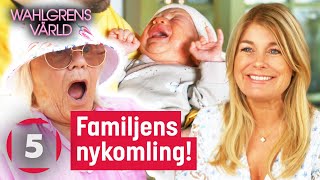 Wahlgrens värld  Familjen Wahlgren får en ny medlem  Kanal 5 Sverige [upl. by Ennaillek]