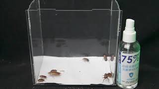 75消毒酒精能否灭杀蟑螂，拭目以待吧Can 75 disinfection alcohol kill cockroaches [upl. by Amick]