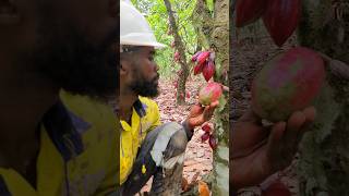 Rare Cocoa Fruit on Cocoa Tree 😍🍫 shorts viral [upl. by Maryly]