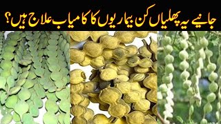 proven health benefits of babool phali powder [upl. by Erolyat]