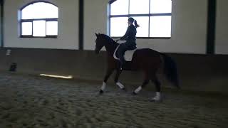 Bitless Dressage  My Way to Dressage  the mysterious flying change [upl. by Ecinue]