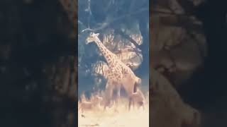 Lion vs Giraffe Fight  shorts ytshorts wildlife wilderness wildanimals wildelife123 [upl. by Amaso443]