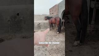 pind34  horse lover  horse for sale in Pakistan  sale sale sale  stud farm  stud farm [upl. by Josler794]