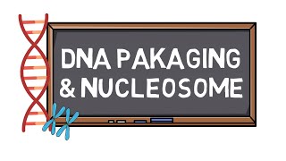 DNA Packaging amp Nucleosome  Chromosome Formation  Pocket Bio [upl. by Lugo]