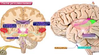 Medial geniculate nucleus of Thalamus  Neuroanatomy [upl. by Anieral]