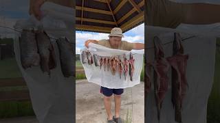 Hot smoked pike and perch🐟😋  Щука и окунь горячего копчения🐟😋 pandasakha fish food [upl. by Ennaeilsel]