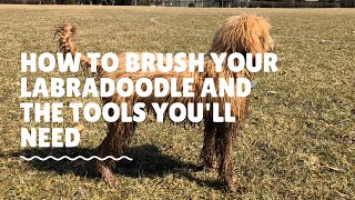 How To Brush Your Labradoodle And The Tools Youll Need [upl. by Meaghan]