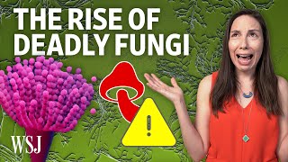 Fungal Invaders Why Deadly Fungi Are the Next Global Health Threat [upl. by Oliva]