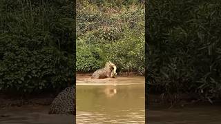 Jaguar🐆Attack on Baby Caiman😳😨😱 jaguar caiman onça brazil [upl. by Gare797]