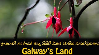 Galways Land National Park in Nuwara Eliya Sri Lanka [upl. by Nilok155]