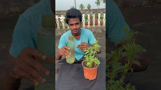 మొక్కకు మద్యం పోయడం what will happened pouring alcohol to the plant youtubeshorts [upl. by Eanahc123]